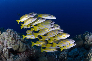 The small and tight shoal of bluestripe snappers. Palau. by Dmitry Starostenkov 